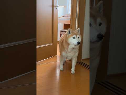 柴犬福 兄の部屋に登場する柴犬🤣Coming Shiba🤣shorts funny 柴犬 funnydog dogsh… サムネイル