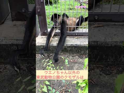 クモザル担当者が不思議に思うこと… 東武動物公園 動物 クモザル　ジェフロイクモザル 動物園