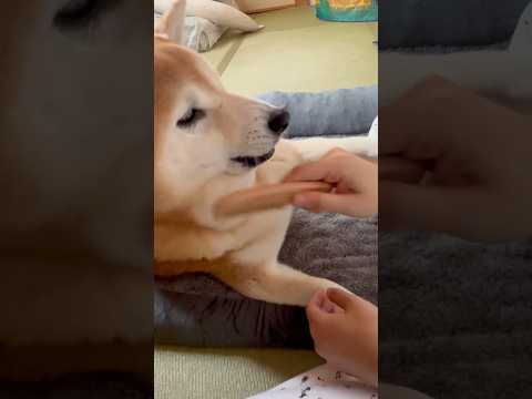 柴犬福 姉からのブラッシングの時すら歯が出ちゃう柴犬🤣Sis and Shiba🤣姉と柴 shorts funny f…