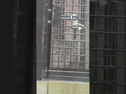 shorts 今日はロック当番無しのオリーヴァちゃん 😅　マヌルネコ　埼玉県こども動物自然公園にて　2026年3月6日 サムネイル