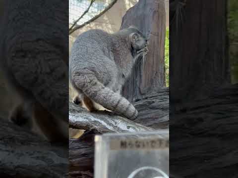 shorts 雀を追っていたナゴムくん　マヌルネコ　那須どうぶつ王国にて　2026年4月11日 サムネイル