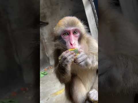 頬袋いっぱいに詰め込むモン吉♪後からきたのは弟のモン次。shorts ニホンザル 猿 サムネイル