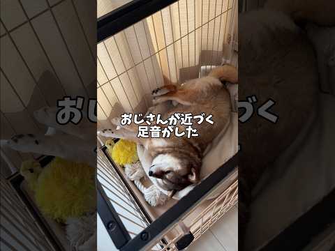 自分で部屋のドアを閉める🐕柴犬 サムネイル