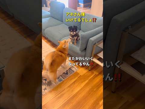 チビの可愛さにジェラシー？🐶柴犬チワワ shorts サムネイル
