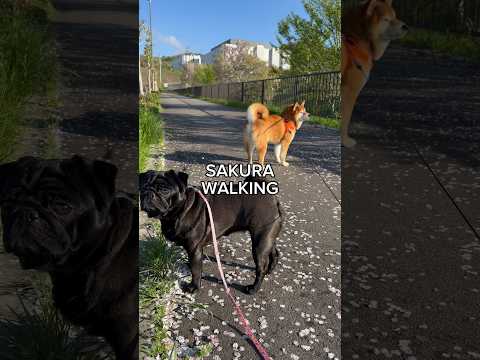 桜の絨毯をお散歩したよ🌸 doggie 柴犬 パグ cutedog pug dog shibainu いぬのいる生活… サムネイル