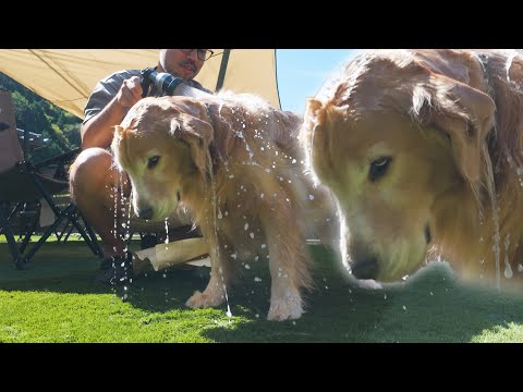 【お風呂嫌い】パパの豪快なシャワーに不満を持つ愛犬は感情を顔に出してしまいます。 サムネイル