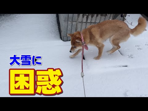 【へっぴり腰】初めての大雪に困惑を隠せない柴犬小夏 サムネイル