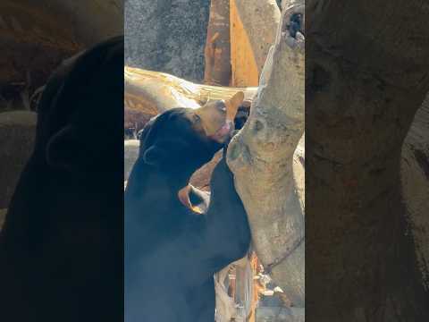 shorts マーチンくん にんじん🥕発見☺️ マレーグマ　のんほいパークにて　2026年4月3日 サムネイル