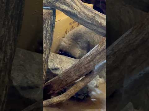 shorts 小松菜ハウスに入りそうで入らないオトちゃん☺️ マヌルネコ　埼玉県こども動物自然公園にて　2026年5月… サムネイル