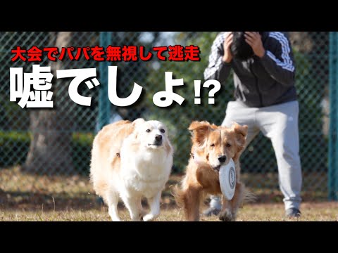 大会に出場した結果、飼い主を無視して犬が逃走！？会場騒然ww【ボーダーコリー・ゴールデンレトリバー】 サムネイル