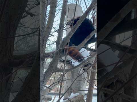 #shorts 木の上で毛繕い‼️ プアールくん　レッサーパンダ　円山動物園　2025年12月18日 サムネイル