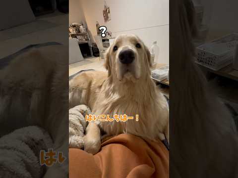 今日も麹くんを寝かしつけるのに忙しい🤷‍♀️ゴールデンレトリバー goldenretriever 犬と2人暮らし サムネイル