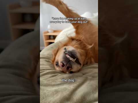 coming home to my golden retriever🥵goldenretreivers dog pup… サムネイル