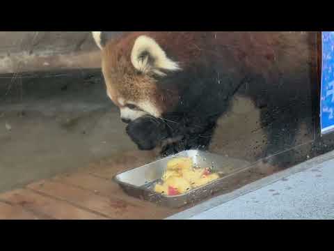 キララさんアラタちゃん親子　レッサーパンダ　浜松市動物園にて　2026年2月14日 サムネイル