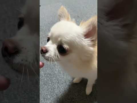 アラサー独身男と過ごすお尻まで可愛い愛犬のチワワ！おやつの食べ方もキュート サムネイル