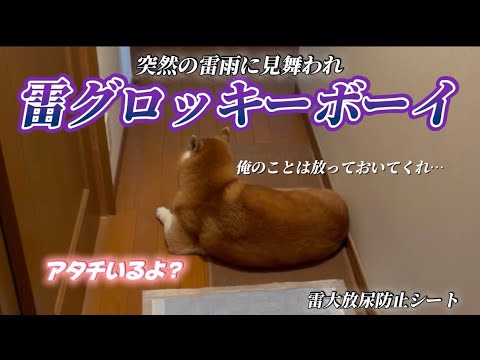 柴犬福 雷を良いことにしつこく絡んでくる姉から逃げる雷グロッキーボーイ🤣Sis and Shiba🤣 サムネイル