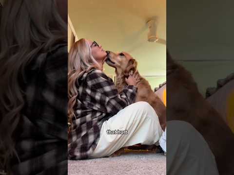 coming home to my golden retriever🥵 goldenretreiver dog ind… サムネイル