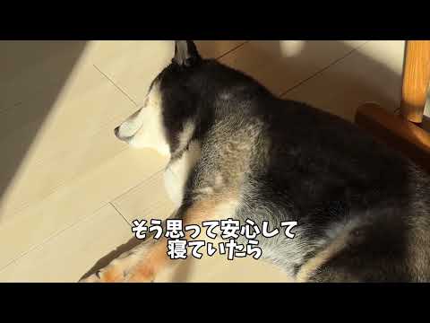 黒柴は2度驚く？ サムネイル