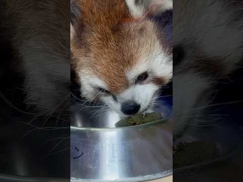 shorts モグモグ ケンシンくん😊　レッサーパンダ　大森山動物園にて　2026年5月21日 サムネイル