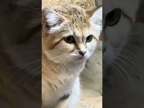 shorts アルドくん　スナネコ　那須どうぶつ王国　IMG 9947 サムネイル