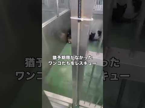殺処分1歩手前の野犬たちをみんなまとめて保護しました 野犬 野良犬 保護犬 大型犬 サムネイル
