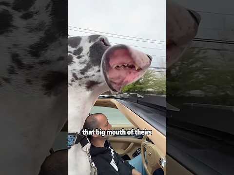 Great Dane: The Gentle Giant Guardian 🐕❤️animals lovestory… サムネイル