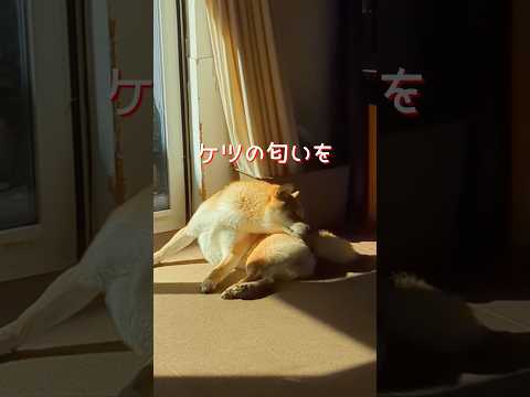 柴犬とんニューシングル「僕の特技の唄」　柴犬　柴犬とん サムネイル