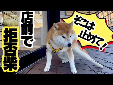 ペットショップ店前で全力の拒否柴。末っ子性格の柴犬は可愛い過ぎる サムネイル