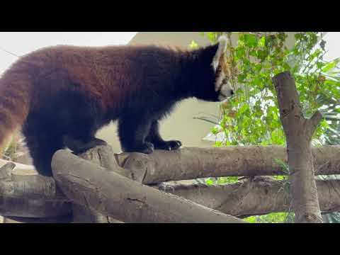 意外な場所から栄栄(ロンロン)さん🤭　レッサーパンダ　那須どうぶつ王国にて　2026年4月24日 サムネイル