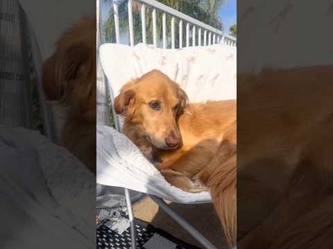 Golden retriver hug me india dog goldenretreiver dogbreed f…