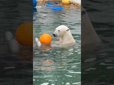 shorts フィーダになっている様で中の何か入っている様です〜　   ホッキョクグマのフブキくん　東山動植物園にて… サムネイル