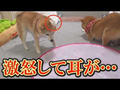 奇妙なおもちゃを見た柴犬が怒り狂い、こうなってしまいました・・・ サムネイル