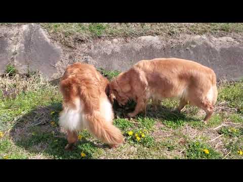 【音声無し】春の小川がやってきた豊能町でゴールデンレトリバーの水遊び サムネイル