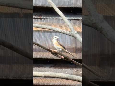 shorts アカモズ　のんほいパークにて　2026年4月3日 サムネイル