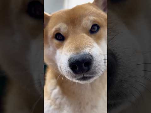 ハッピーバレンタイン💘柴犬とん君からのプレゼント🎁 サムネイル