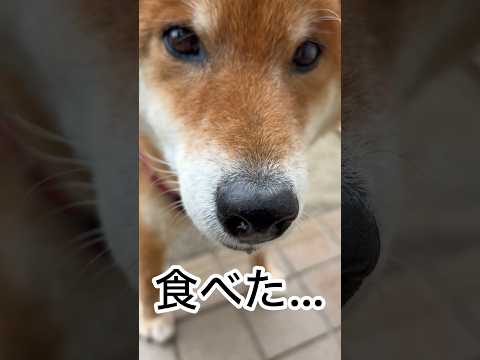 ’26.4.24 力丸が満腹のとき… 柴犬 shibainu 柴犬のいる暮らし 柴犬の日常 遊ぶ犬 カメラ目線 力丸 サムネイル