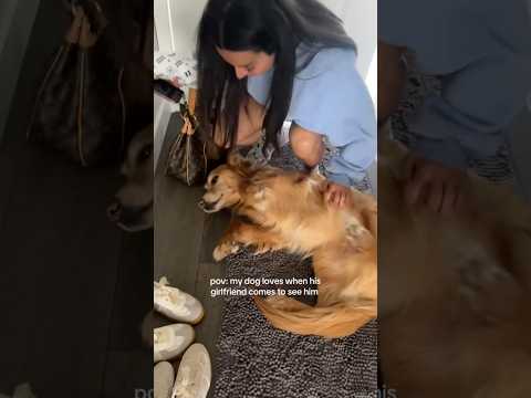 coming home to my golden retriever🥵goldenretreivers dog pup… サムネイル