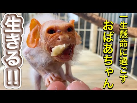 寿命の倍以上も長生き中のおばあちゃん猿♪毎日を逞しく生きるおばあちゃんにリスペクトです！ サムネイル