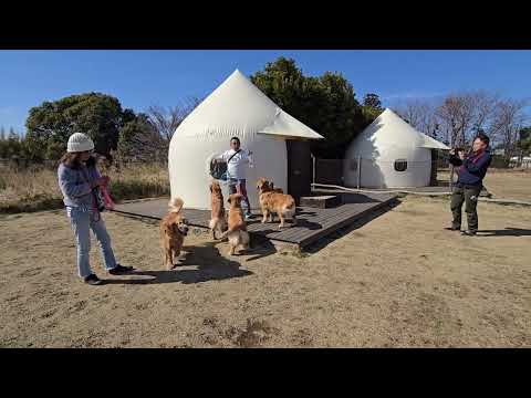 ドギーズアイランドの貸し切りランをビスたち兄弟で思い切り堪能。ゴールデンレトリバーの兄弟会兼誕生日会。 サムネイル