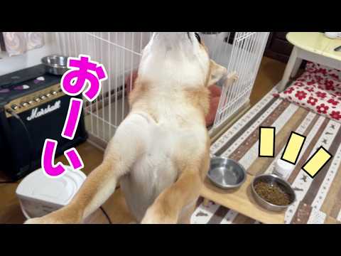 【柴犬小夏】ドッグフードだけだと納得いかない柴犬の訴え　出雲大社参道さんぽ サムネイル