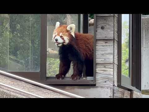 風太おじいちゃんを覗くみいちゃん　レッサーパンダ　千葉市動物公園にて　2026年4月18日 サムネイル