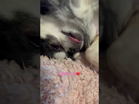 まったりするチワワのいちご サムネイル