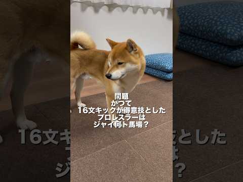 柴犬とん君、ジャイ「アン」ト馬場、、、分かるかなあ？　柴犬　柴犬とん サムネイル