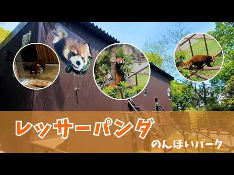 【のんほいパーク】レッサーパンダ✨ サムネイル