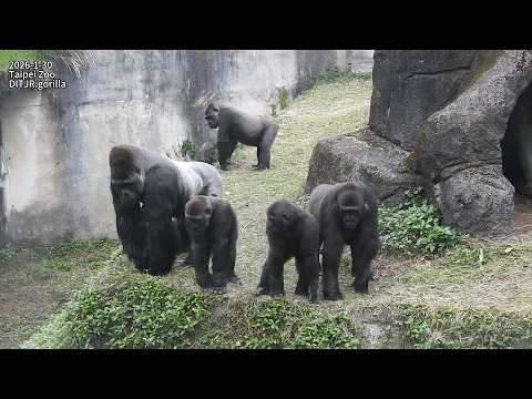 little gorilla Jabali看工程車/Ringo跟Jabali不知道看到什麼?全家圍過來看。喝奶。搥胸。… サムネイル