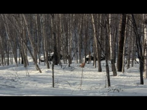 ミントの大冒険 がライブ配信中！ サムネイル