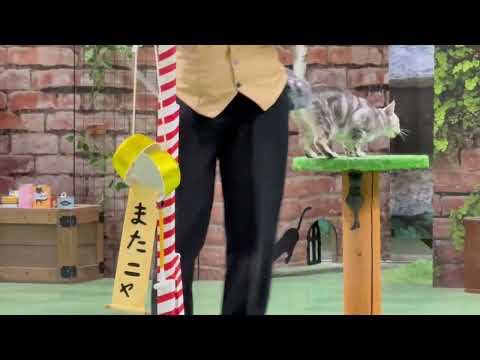 またニャ🌻 なかなか見れない猫によるショー ザ・キャッツ(午前)    那須どうぶつ王国にて　2026年4月24日 サムネイル