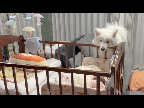 【新生活開始】ママと赤ちゃんが家に帰ってきて大喜びで迎えるサモエドと柴犬 サムネイル