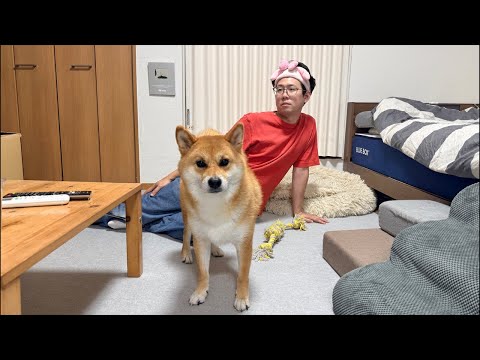 2026.07.04 チワワの、のぶなが【柴犬と雑種犬ファミリーの爆笑日常】 がライブ配信中！ サムネイル