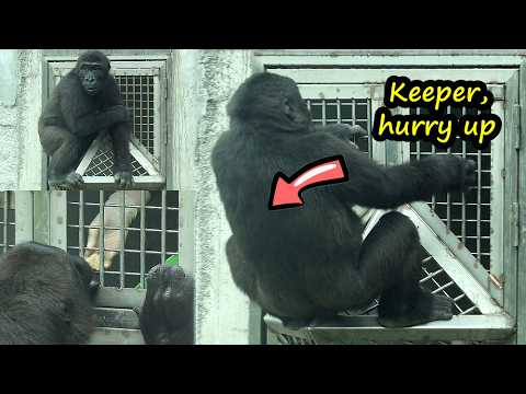 Gorilla Ringo Lean back to ask for more treats, so cute金剛猩猩… サムネイル